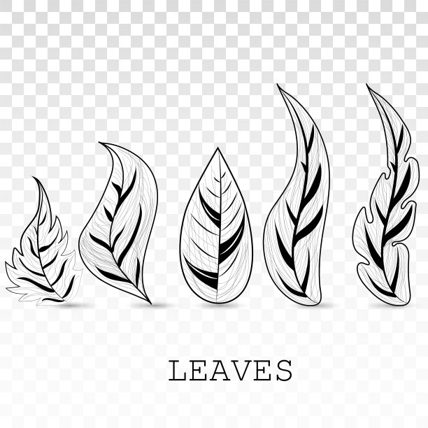 设置热带树叶在白色PNG透明图片下载