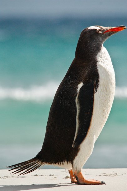 孤独的巴布亚企鹅图片下载
