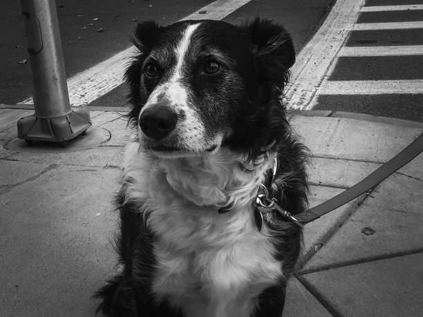 市中心的狗图片下载