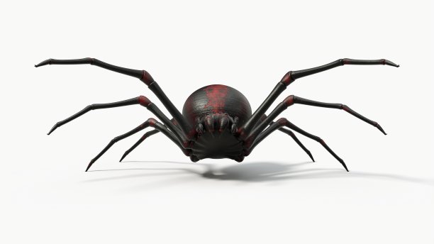 Atacking黑蜘蛛。3d插图，正面视图图片下载