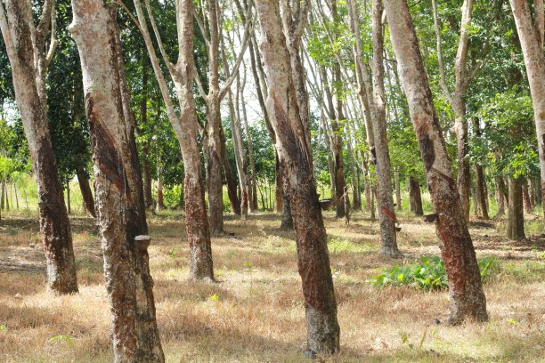 橡胶种植园。图片下载