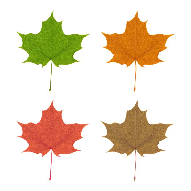 四个阶段的秋天枫叶的颜色变化剪出来图片下载