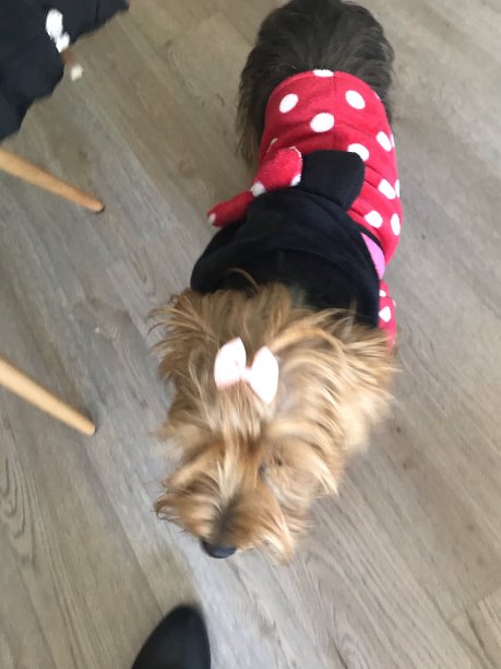 小狗和小猫图片下载