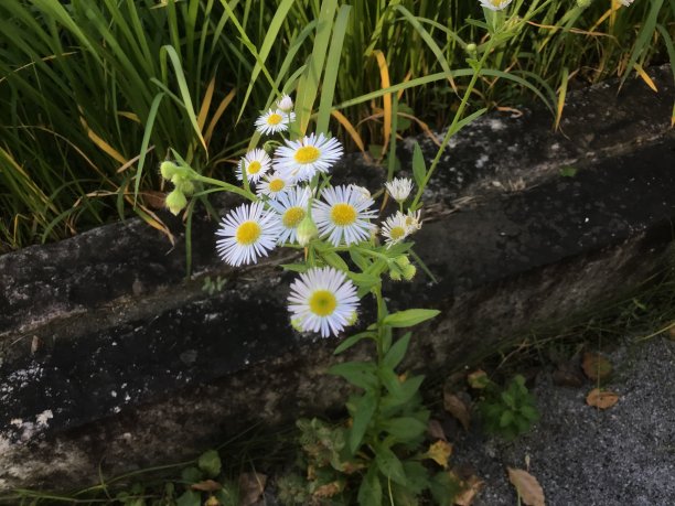 路边盛开着美丽的白花灯盏花图片下载