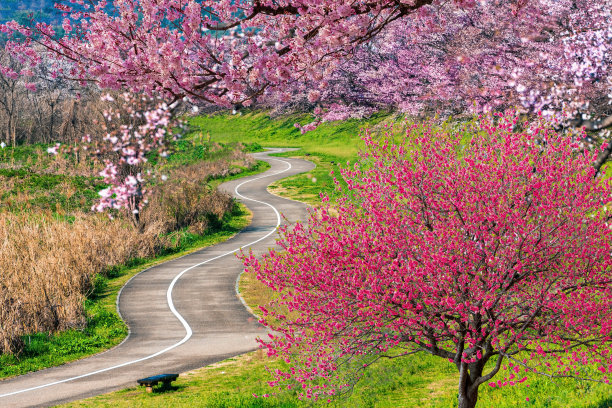 日本公园里盛开的樱花。图片下载