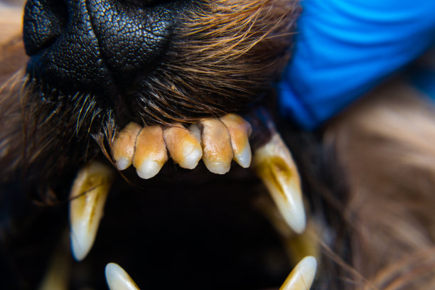 狗的牙齿上有牙垢或菌斑的特写照片图片下载
