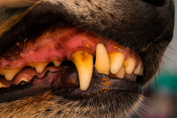 狗的牙齿上有牙垢或菌斑的特写照片图片下载