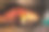 狗的牙齿上有牙垢或菌斑的特写照片图片下载