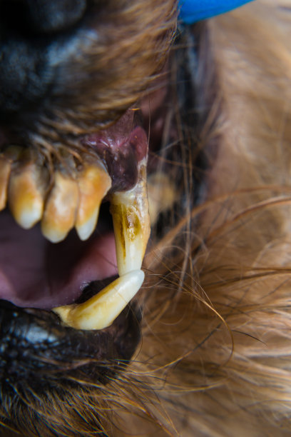 狗的牙齿上有牙垢或菌斑的特写照片图片下载
