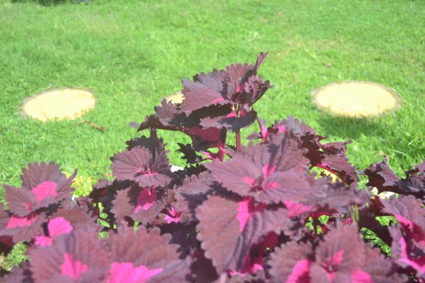 美丽的装饰斑驳的叶子背景，特写。紫色，粉红色叶子的彩叶植物，黄芩，唇形科，蓝莓，茄茎图片下载