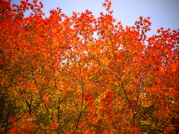 秋天的落叶图片下载