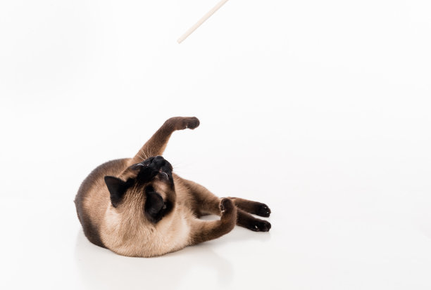 暹罗猫躺在白色的桌子上玩着木棍。白色背景。图片下载