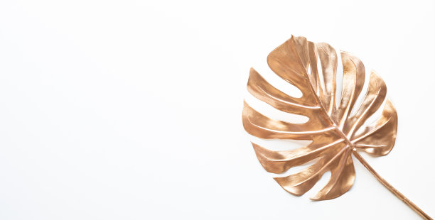 在白色空间背景上的金色热带树叶。文摘蓬莱蕉叶图片下载