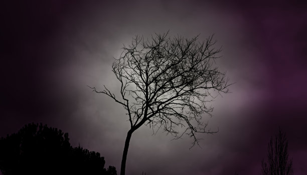 秋天的树枝图片下载