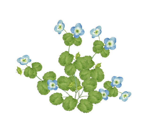 波斯婆婆纳属水彩图片下载