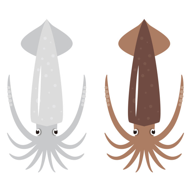 简单的鱿鱼插图在白色的背景图片下载