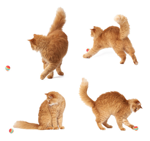 成年毛绒绒的红猫玩着一个红色的球，可爱的动物孤立在白色的背景图片下载