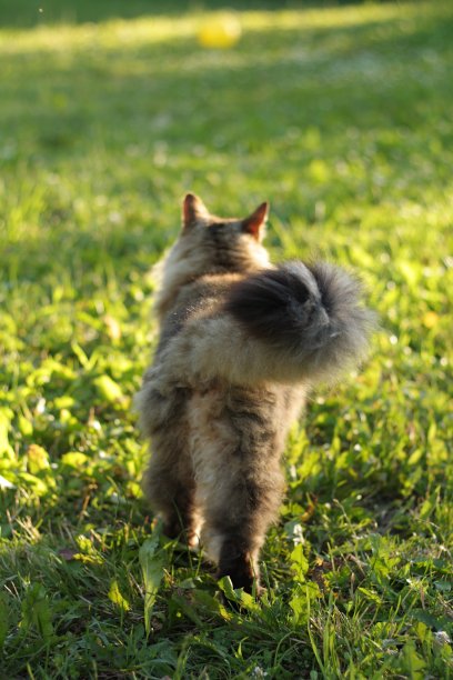 草地上的西伯利亚猫图片下载