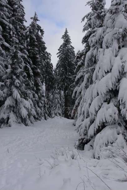 冰雪覆盖的树木在冬季森林图片下载