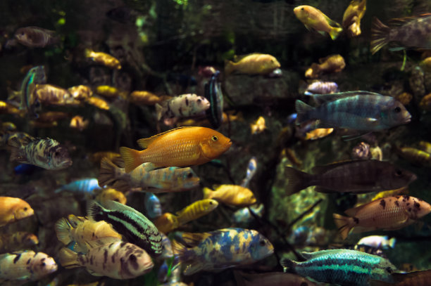 一群五颜六色的鱼在彼此旁边游泳图片下载