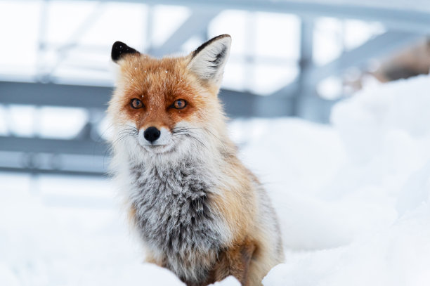 红狐在野狼的背景上形成了灰色的金属结构。晚上图片下载