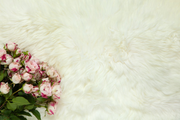 乳白色的毛皮地毯上有一束小玫瑰。背景与文本复制空间，平铺。前视图。3月8日，2月14日，生日，情人节，母亲节，妇女节庆祝概念图片下载