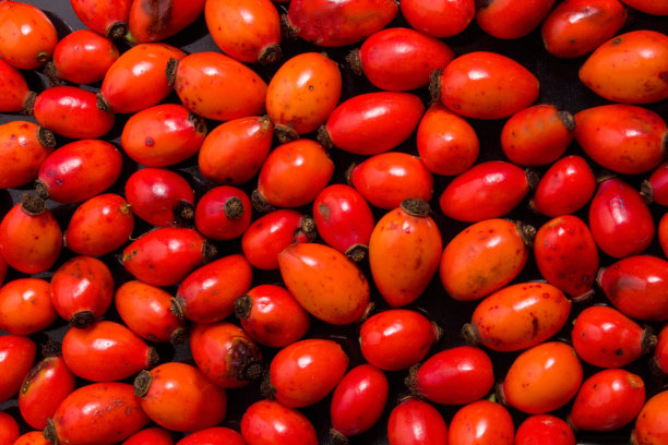 新鲜采摘的玫瑰果。全框玫瑰果或玫瑰果图片下载