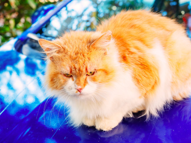 红白猫坐在一辆蓝色汽车的引擎盖上。特写照片图片下载