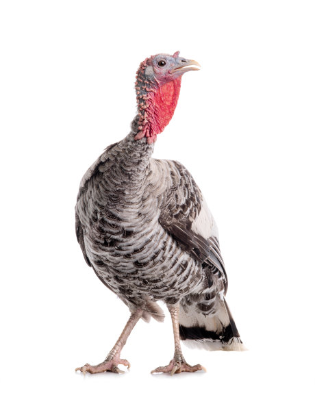 灰色火鸡是雌性孤立在白色上图片下载