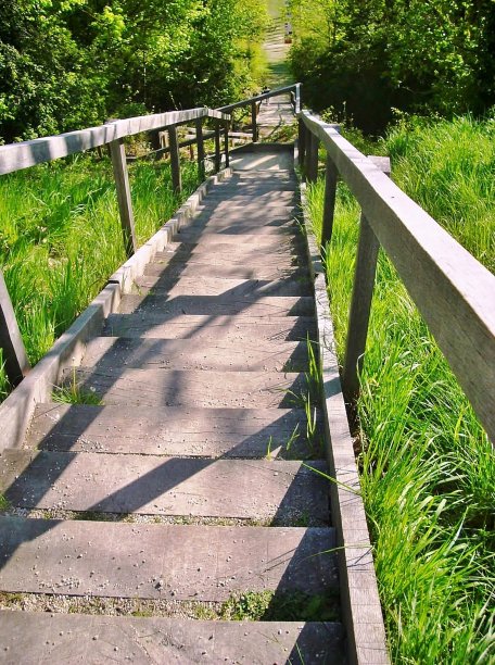 绿植中的木楼梯图片下载