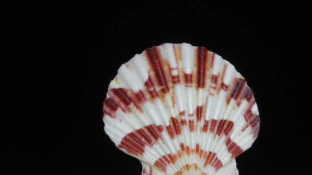 黑色背景上的海贝的彩色纹理贝壳。图片下载