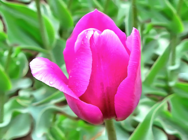 水彩花卉图案。数字Drawing-illustration。明亮的郁金香花在绿色花坛的背景。春天的风景与郁金香花。图片下载