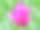 水彩花卉图案。数字Drawing-illustration。明亮的郁金香花在绿色花坛的背景。春天的风景与郁金香花。图片下载