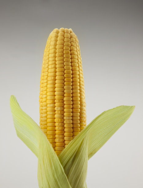 玉米棒图片下载