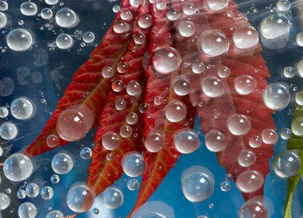 透明的秋雨滴位于蓝色背景与红色的秋天落叶。抽象的幻想。图片下载