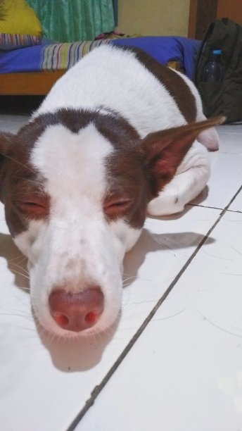 睡觉的狗图片下载