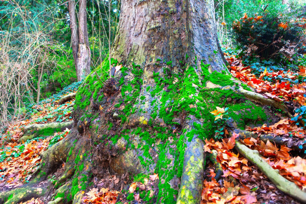 法国梧桐Hispanica树图片下载