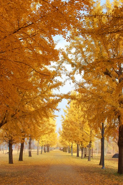 秋末银杏树路图片下载