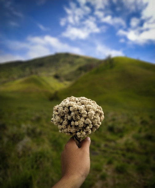 埃德尔韦斯图片下载