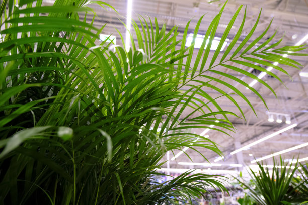 装饰槟榔棕榈在花卉市场。Chrysalidocarpus Lutesc图片下载