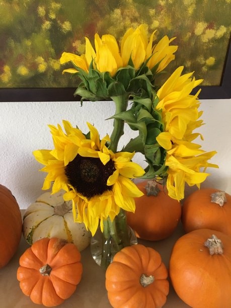 向日葵和南瓜图片下载