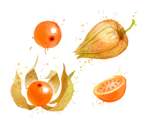 水彩矢量图Physalis图片下载