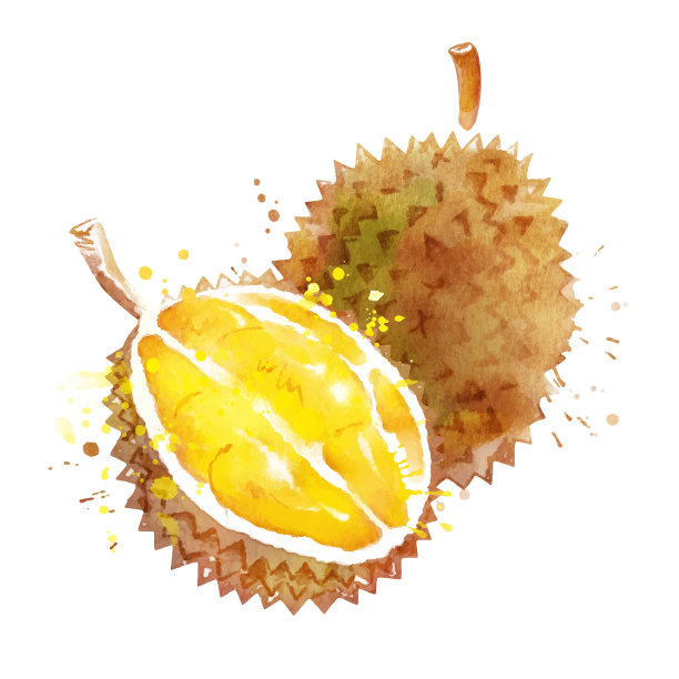 水彩矢量榴莲插画素材图片