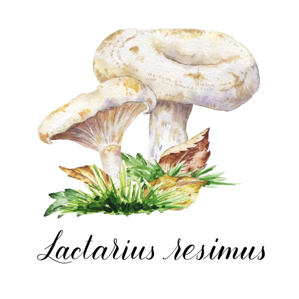水彩松乳菇食用菌，蘑菇与叶和草插图。水彩植物组成的白色背景。图片下载