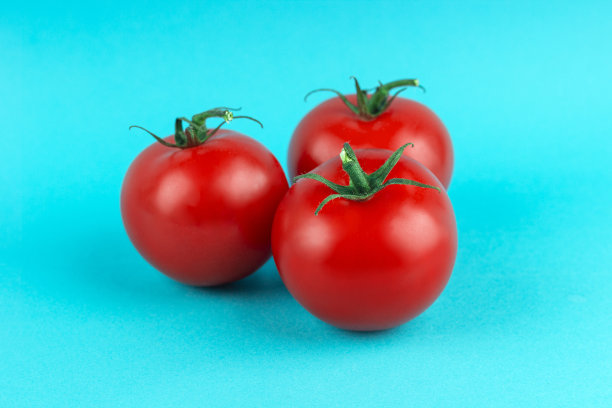 蓝色背景下三个成熟的红色番茄图片下载