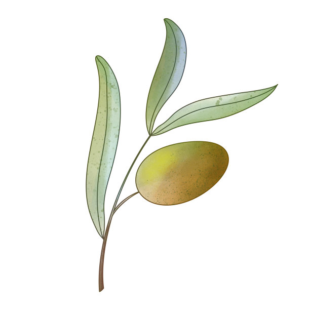 一组可爱的橄榄枝，树枝，浆果图片下载