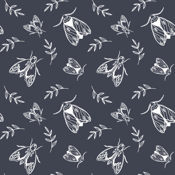 可爱的飞蛾图片下载