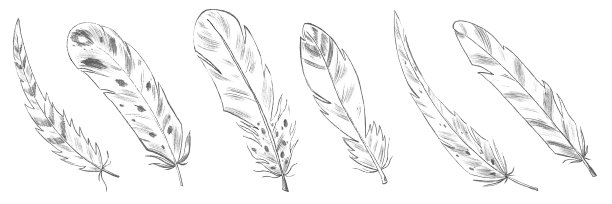 白色背景上可爱的羽毛图片下载