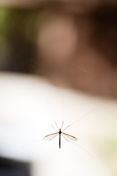 孤蚊鹰鹤飞窗上图片下载
