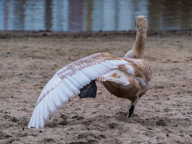 展翅的小天鹅图片下载